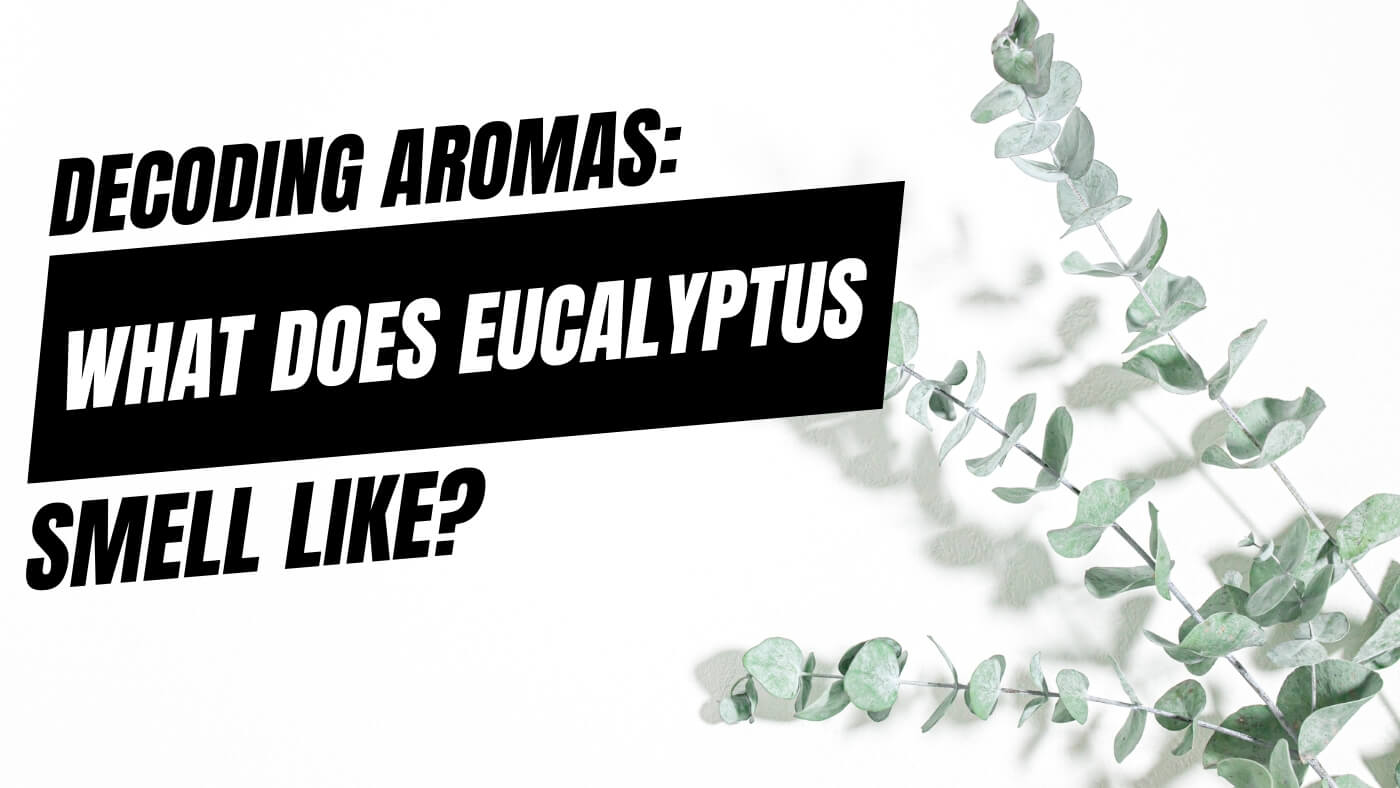 What Does Eucalyptus Smell Like?