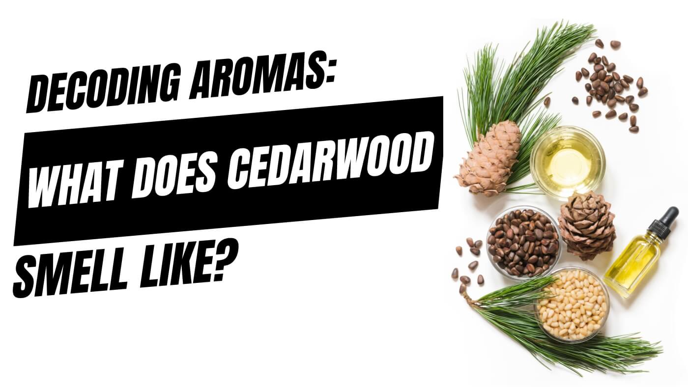 What Do Woods Smell Like: Unveiling Nature's Aromatic Secrets