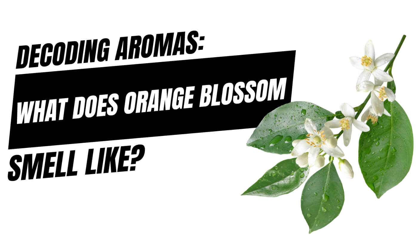 What does orange blossom smell like and what's the difference with Neroli?  - Experimental Perfume Club