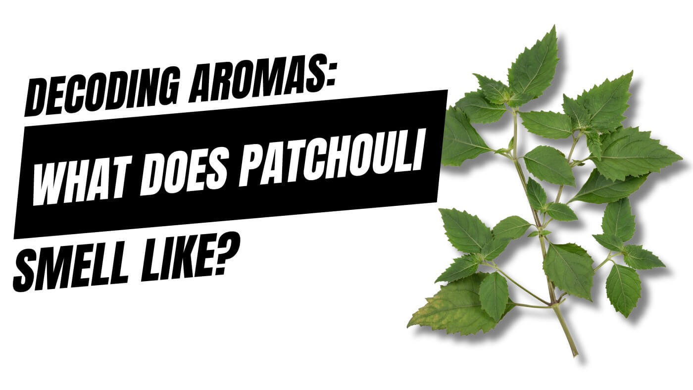 What is Patchouli? What Does Patchouli Smell Like? Discover Now