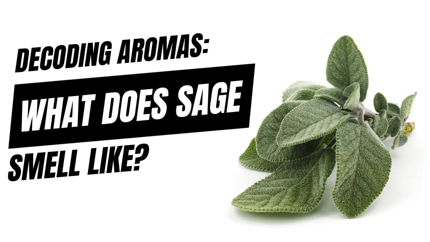 Decoding Aromas: What Does Sage Smell Like? - A Sage Scent